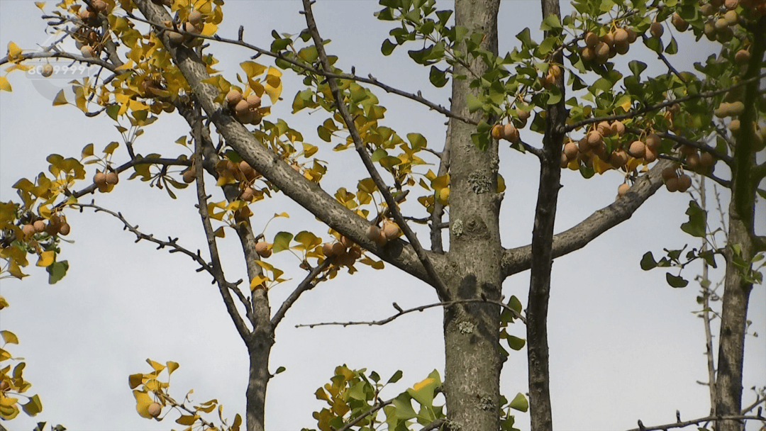 不要撿<strong></p>
<p>金屬制品廠
</strong>!不要吃!昆明街頭正大量出現……:金屬制品廠