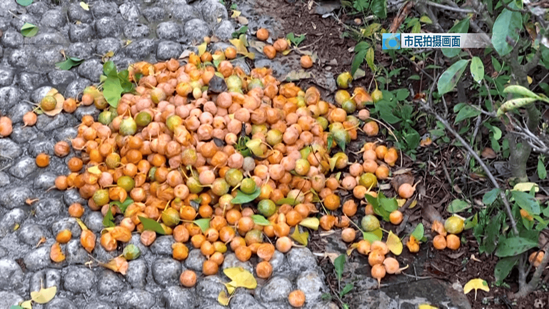 不要撿<strong></p>
<p>金屬制品廠
</strong>!不要吃!昆明街頭正大量出現……:金屬制品廠